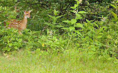Skyline Deer June 08.JPG