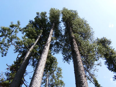 Laurance S. Rockefeller Preserve