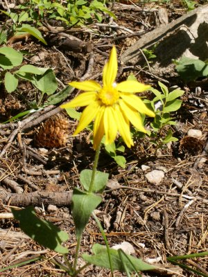 Laurance S. Rockefeller Preserve