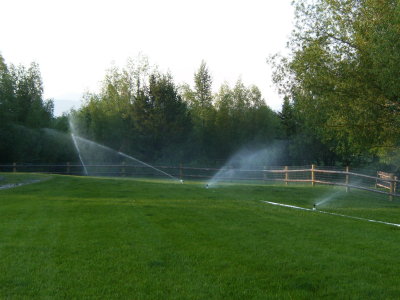 Early morning watering