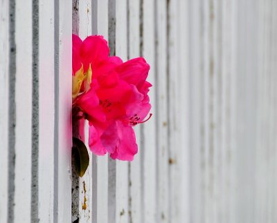 Rhodie between fence