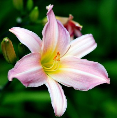 pink lily