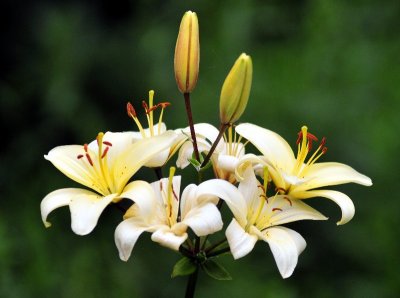 day lilies