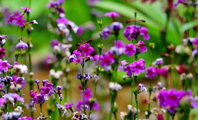 field of purple flowers