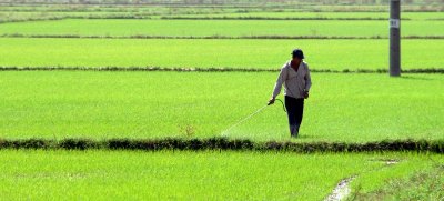 tending the rice field