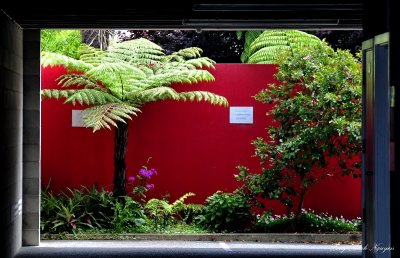 green fern and red wall