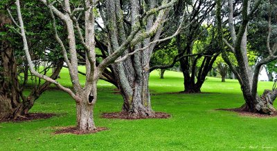 monster trees - Auckland Domain