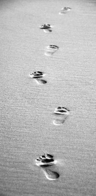footprints to my past