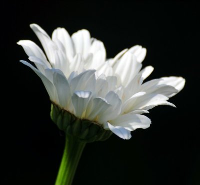 white daisy