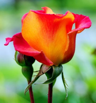 yellow-orange rose