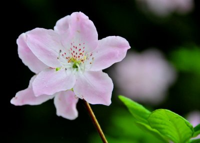 Rhodie Schlippenbachii