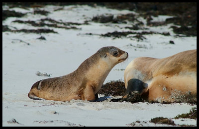 Sea Lion