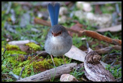 Fairy Wren