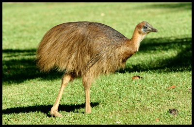 Cassowary