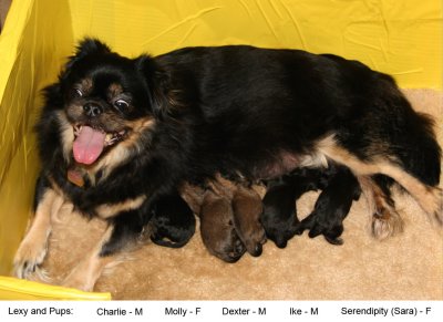 Lexy and newborn pups, 11/15/09
