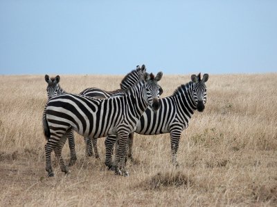 Plains Zebra