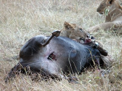 Lion with killed Wildebeest