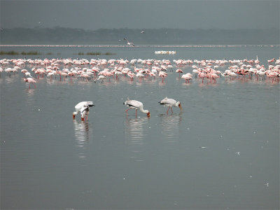 Yellow-billed Stork with Lesser Flamingo