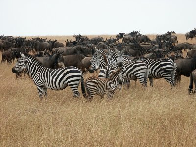 Plains Zebra with Wildebeest