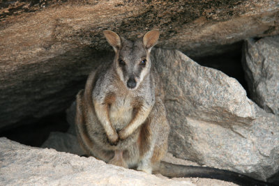Allied Rock-Wallaby