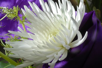 White Chrysanthemum