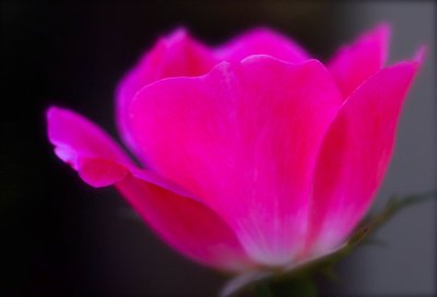 Single Rose Bloom.jpg