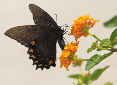 Black Butterfly on Lantana Plant