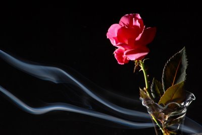 Rose With Incense