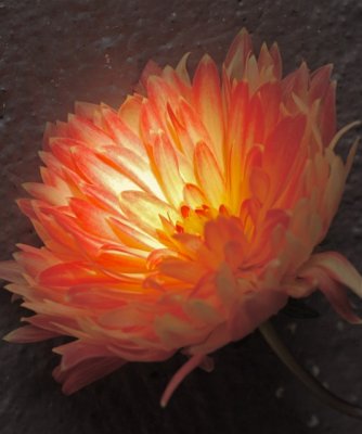 Glowing Dahlia