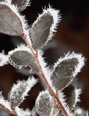 Frosted Shrub Leaves
