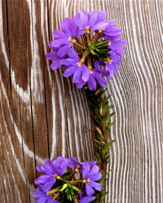 Purple Flowers on wood.