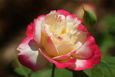 Rose with Red Fringe Petals