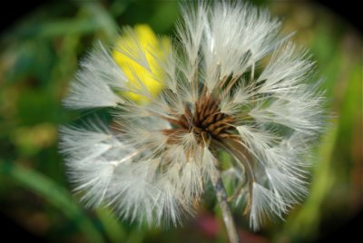 Dandelion Close Up.jpg