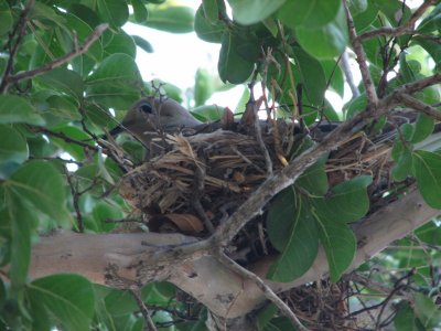 Dove in her nest 20 June 2008
