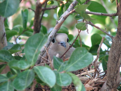 Shes Still Sitting on her nest 24 June 2008