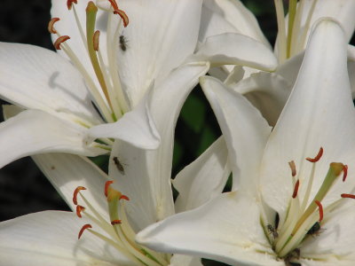 Pretty Flowers