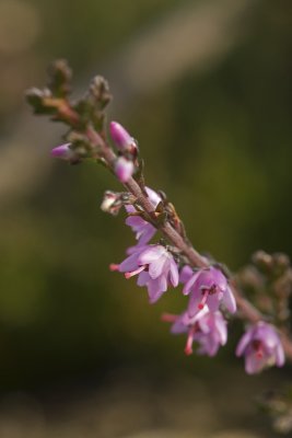 Calluna vulgaris