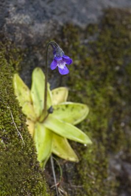 Pinguicula vulgaris