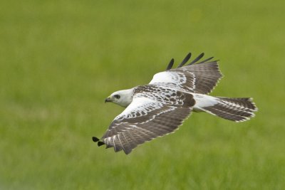 Buteo buteo