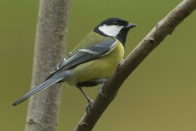 Parus major