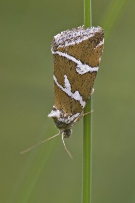 Deltote bankiana