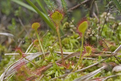 Drosera rotundifolia