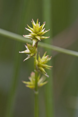 Carex echinata