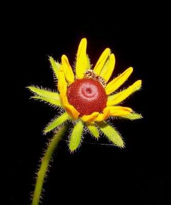 Black Eyed Susan & Bee at Night