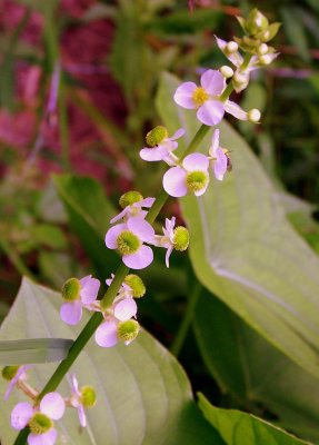 Arrowhead Flower