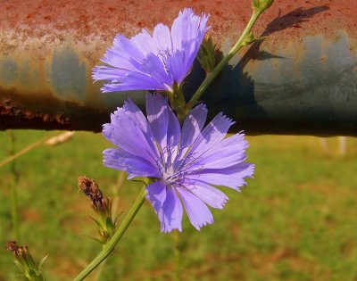 Blue Sailors (Chicory)
