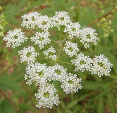 Water Hemlock (poisonous)