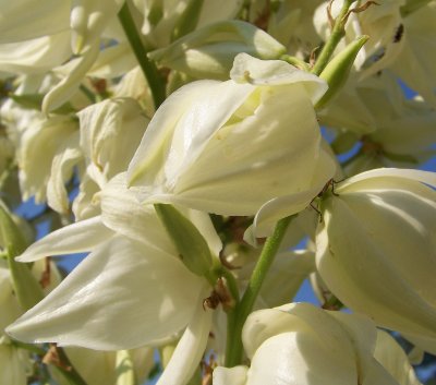 Yucca
