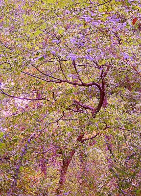 Dogwood Tree in Fall