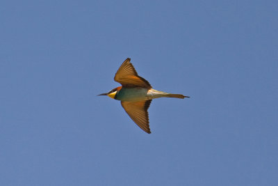 Bee-eater (Merops apiaster)